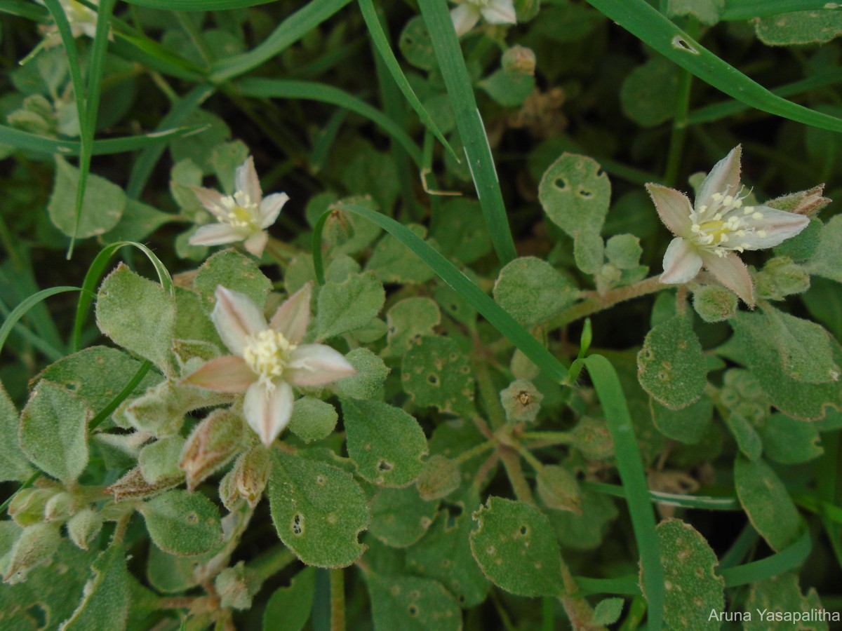 Glinus lotoides L.